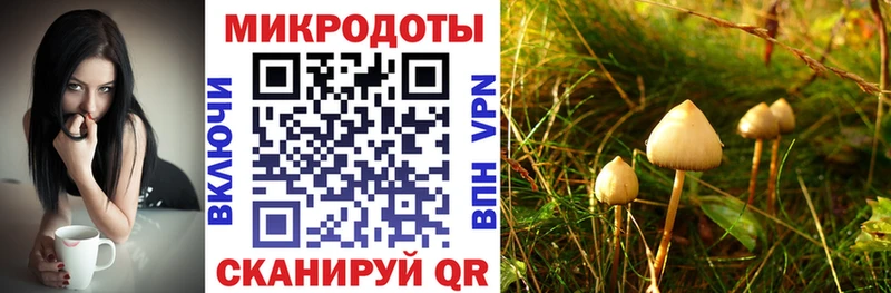 Псилоцибиновые грибы Psilocybine cubensis  Сусуман 